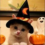 halloween kitten